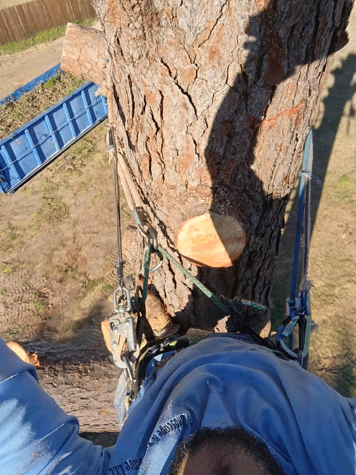 Cabled oak trunk with rigging during a controlled tree removal