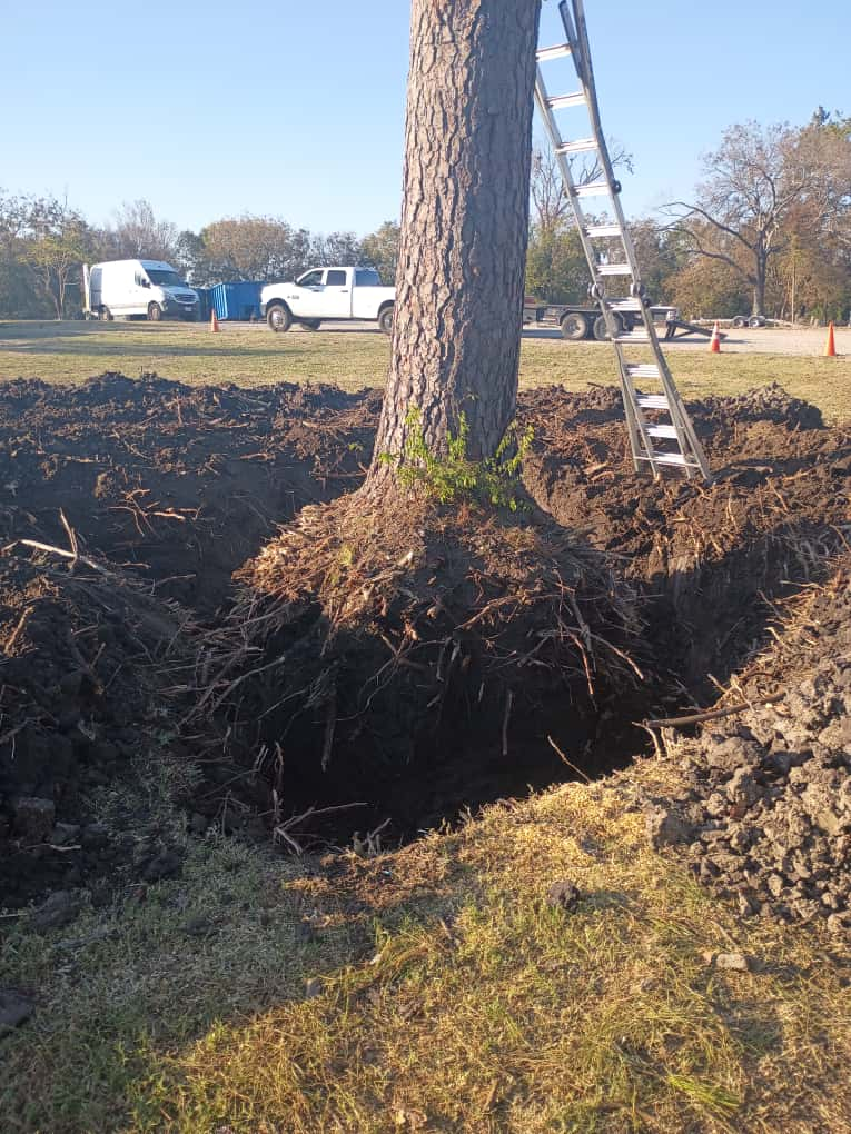 Tree root excavation around a large trunk during removal work