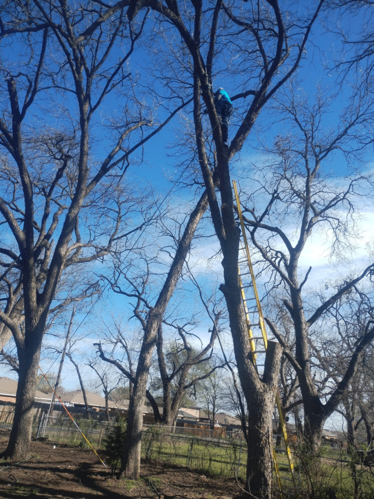 Tree Trimming & Pruning